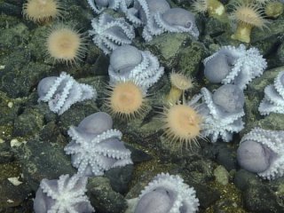 Дълбоководните октоподи са обикновено самотни същества които обитават студени води