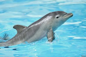 Делфините са единствените животни на Земята, чиито малки се раждат с опашката напред. Знаете ли защо? Процесът на раждане отнема от 20 минути до 2 часа, а бебето може да остане под водата само 7 минути. А ако делфините се раждаха с главата напред като сухоземните бозайници, те щяха да умрат.