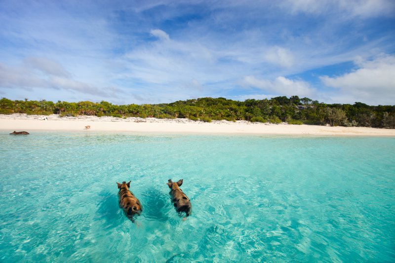 По-чиста е: Плажът на прасетата, Ексума, Бахами