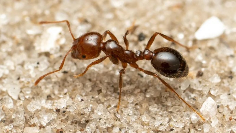Според ново проучване червената мравка, един от най-инвазивните видове в