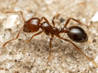 Според ново проучване червената мравка един от най инвазивните видове в