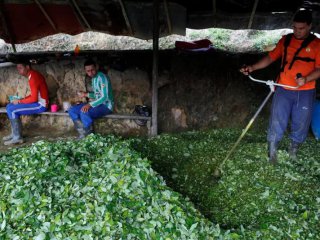 Според ООН отглеждането на кока в Колумбия е достигнало рекордно