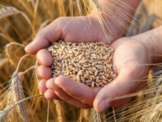Няма засечени тежки метали в пшеницата от Украйна Това увериха