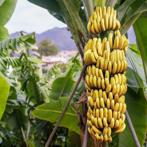 Говорейки на годишната среща на торите в Манчестър, Кофи заяви, че "огънати или прави, не е работа на правителството да решава формата на бананите, които искате да ядете". 