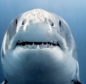  Голяма бяла акула на име Buckethead край бреговете на мексиканския остров Гуадалупе