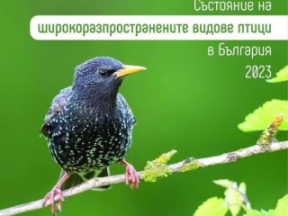 Българско дружество за защита на птиците оцени състоянието на 78