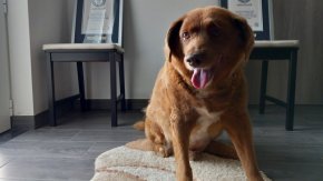 Чистокръвен Рафейро де Алентехо на име Боби, който почина на 31-годишна възраст в дома си в Конкейрос, Португалия, преди няколко дни, разкри тайната на дългия живот на кучето.