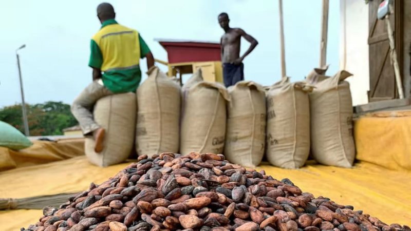 Тази седмица цените на какаото се повишиха до най-високото си