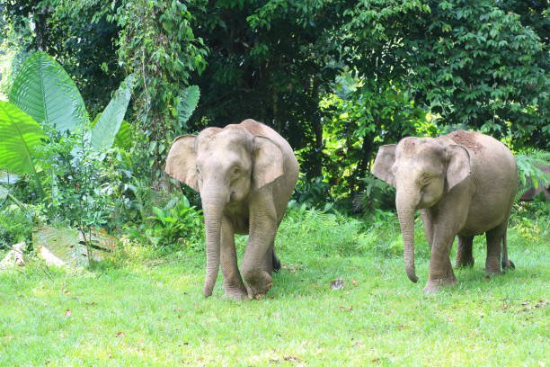    Стадо диви слонове в Малайзия стъпква автомобил, пътуващ по