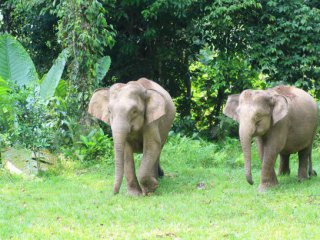    Стадо диви слонове в Малайзия стъпква автомобил пътуващ по