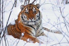
От Центъра за амурски тигри - организация, която изучава и опазва тигрите в Русия - заявиха, че хищникът вероятно е сметнал преследвача си за заплаха и по тази причина го е нападнал.