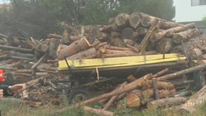 ГДБОП е разбила организирана престъпна група, свързана с незаконен дърводобив.