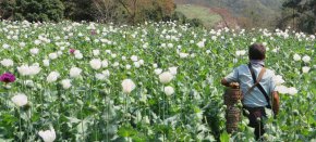 В нов доклад на Службата на ООН по наркотиците и престъпността (СНПООН) се посочва, че през 2023 г. Мианмар ще се превърне в най-големия център за производство на опиум в света, като изпревари Афганистан.