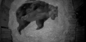 Мечокът Тони в Софийския зоопарк вече изпада в зимен сън