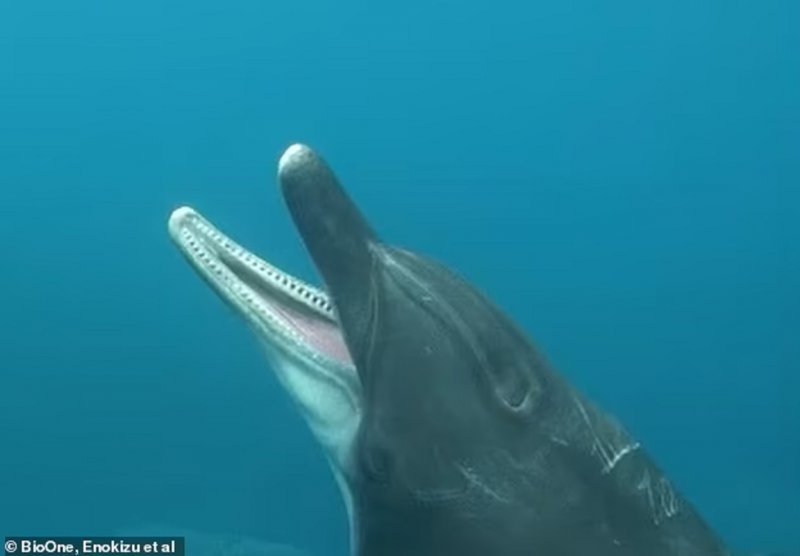 Учените са заснели първите в историята кадри на делфин, който