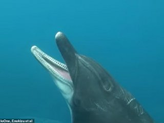 Учените са заснели първите в историята кадри на делфин който