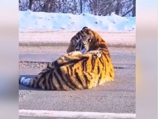 Видеоклип на който се вижда как рядък амурски тигър лежи