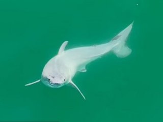 Първата гледка на новородена голяма бяла акула е разкрита в