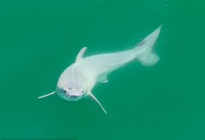 новородена голяма бяла акула