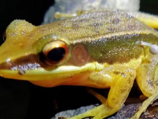 Учените са направили озадачаващо откритие на жаба от чийто крак