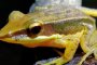 Гъба, покълнала от жива жаба в Индия