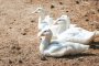 Огнище на птичи грип в горнооряховска ферма за патици