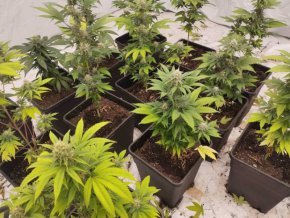 Поредна наркооранжерия с над 40 канабисови растения бе неутрализирана днес от служители на отдел “криминална полиция” към ОДМВР Бургас, съобщи БНТ.