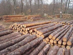 Миналата година (2023 г.) е най-слабата по добив на дървесина от поне две десетилетия.