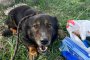  Умори 12 кучета за месец новото ръководство в Богров
