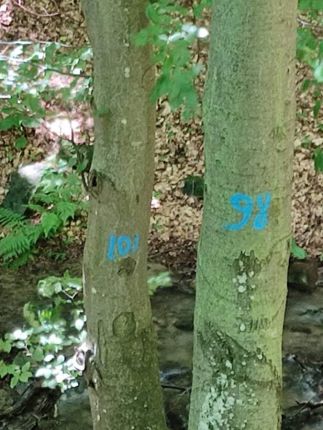 Спасиха здрави букови дървета, маркирани за сеч