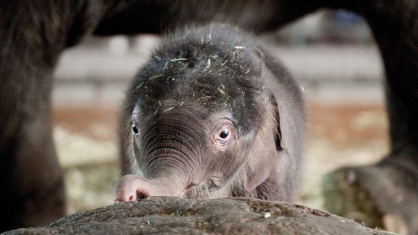 Новородено слонче в зоопарка в Берлин
