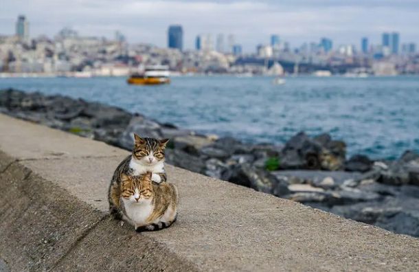 Фотограф улови 2 бездомни котки да се гушкат в Истанбул