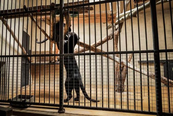 Софийският зоопарк отглежда два черни ягуара