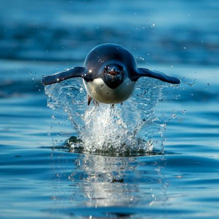  По време на едно от петте си пътувания до Антарктида той заснема този пингвин Adélie, който се "понася" - поведение, което му позволява да си поеме дъх и да търси къде да кацне, докато скача във водата.