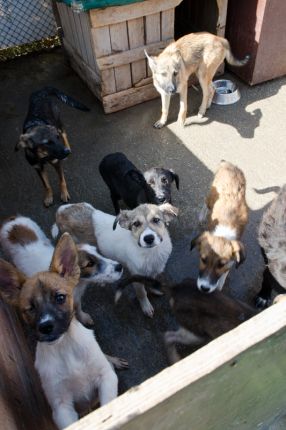 Флаш моб с осиновени кучета пред НДК