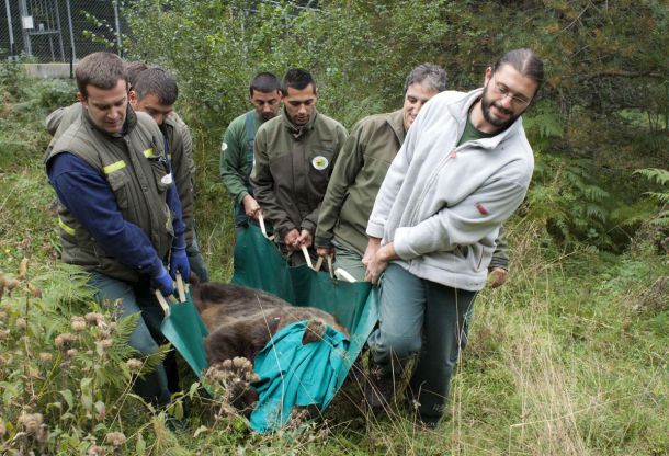 Прегледаха зъбите на мечките в парка край Белица