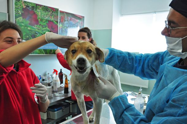 Присаждат кожа на куче в клиниката на Четири лапи