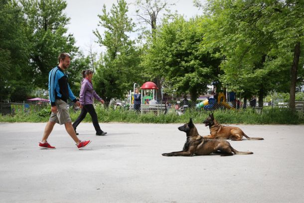 Кучетата в Пловдив тръгнаха на училище