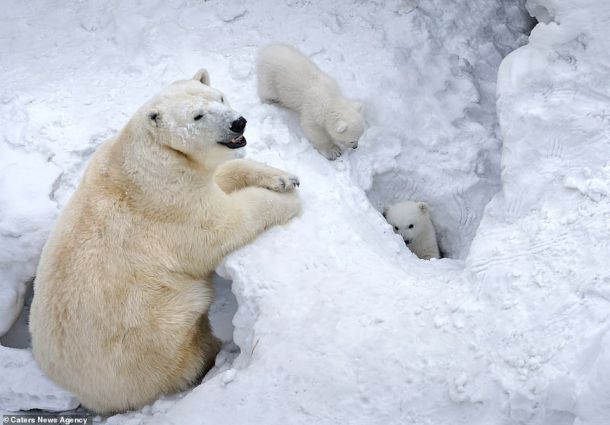  Бебета мечета играят в снега за първи път