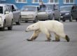     Полярна мечка обикаля руски град