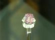 Продадоха розов диамант за над 50 млн. долара 