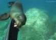 Морски лъв загриза плавниците на водолаз