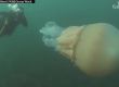 Медуза с размер на човек шашна водолази