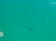Голяма бяла акула дебне деца в плитчините