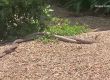 Две змии в бой за женска