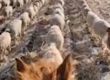 400 овце маршируват като войници