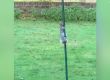 Нахална катерица се опитва да изкачи тръба