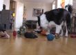   Куче знае имената на 90 различни играчки 