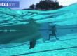 Делфини роботи може да сменят истинските в аквапаркове