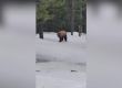  Черна мечка преследва бегач в Националния парк Гранд Тетон, Уайоминг